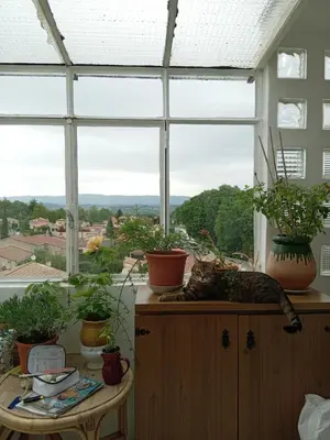 a cat laying on a counter in a room with plants at T3 campagne d'Aix-en-Provence in Meyrargues