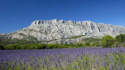 a field of purple flowers in front of a mountain at Apparemment hypercentre Aix-en-Provence in Aix-en-Provence