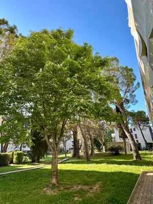 a tree in a park with green grass at 10 mn gare TGV Aix, parking gratuit & check-in autonome in Aix-en-Provence