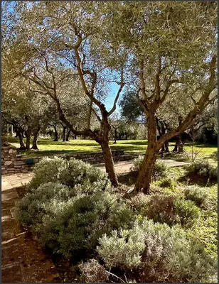 a group of trees and bushes in a park at Provence km28 in Gordes