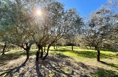 a group of trees with the sun shining through them at Provence km28 in Gordes