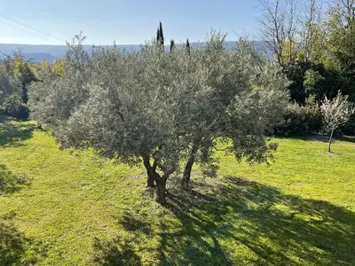 a tree in the middle of a green field at Provence km28 in Gordes