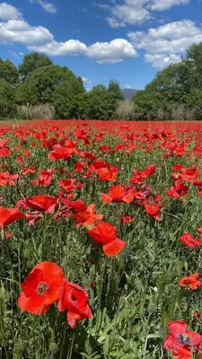 a field of red poppies in a field at Studio indépendant avec piscine proche Lourmarin in Lourmarin
