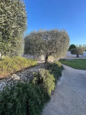 a tree in the middle of a gravel path at Villa confort avec piscine in Entraigues-sur-la-Sorgue