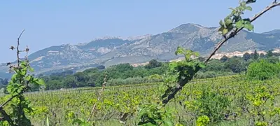 a field of crops with mountains in the background at Le Bonheur à Ventoux in Saint-Pierre-de-Vassols