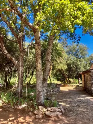 a tree with a swing hanging from it at Maison paisible au coeur du Luberon in Bonnieux