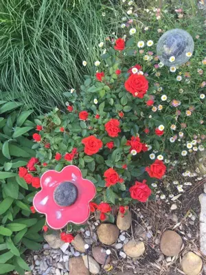 a flower bush with red roses in a garden at 1 chambre 1 cuisine & salle d'eau privées avec piscine et jacuzzi in Eyragues