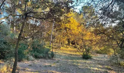 a wooded area with trees and yellow leaves at Maison confortable à Velleron de 50 m² avec piscine in Velleron