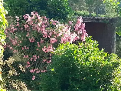 a bunch of pink flowers in a garden at Maison de charme en Luberon à proximité de Lourmarin piscine privée et grand jardin in Puyvert