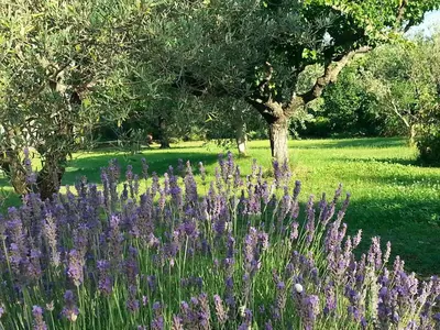 a bunch of purple flowers in a field with trees at Maison de charme en Luberon à proximité de Lourmarin piscine privée et grand jardin in Puyvert
