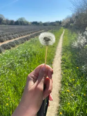 a person holding a dandelion in front of a dirt road at Peaceful Family Retreat In Aix-En-Provence in Puyricard