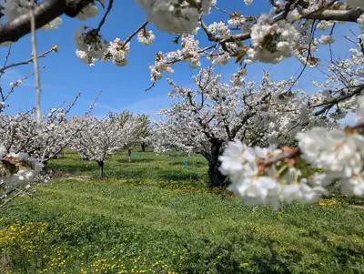 a row of apple trees in a field with flowers at La Bergerie de Lorette - Au Cœur du Luberon in Bonnieux