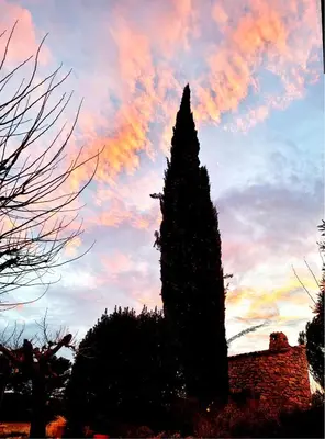 a tall tree in front of a cloudy sky at La BERGERIE in Pélissanne