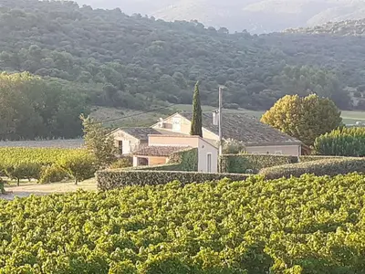 a house in the middle of a field of vines at Petit gîte et Grande piscine in Blauvac