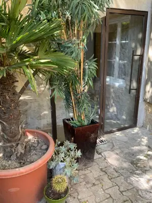 a group of potted plants in front of a door at Maisonnette de charme 60m2 in Robion en Luberon