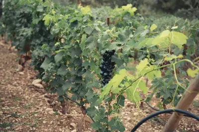 a bunch of green grapes growing on a vine at Petite Maison provencale in Lagnes
