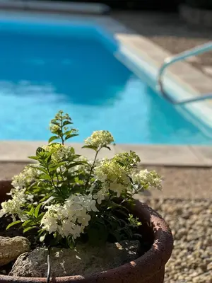 a pot of flowers in front of a swimming pool at Haus PETIT REVE in Oppède in Oppède
