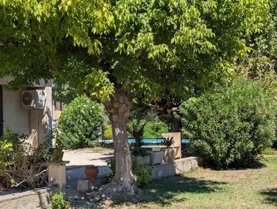 a tree in the middle of a yard at LE CHESTER - Maison de charme en Provence avec piscine près de L'Isle-sur-la-Sorgue in Velleron