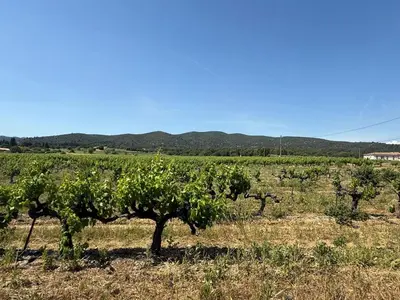 a row of trees in a field with mountains in the background at Bastide Neuve au Cœur du Luberon - Piscine Privée in Lauris