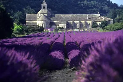 a field of purple flowers in front of a church at Chambre Deluxe - vue jardin - située dans le triangle d'or du Luberon in Ménerbes