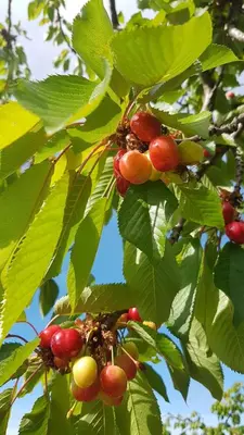 a bunch of berries on a tree with green leaves at Gite au calme, sur domaine vinicole avec piscine chauffée partagée idéal rando et vélo in Mormoiron