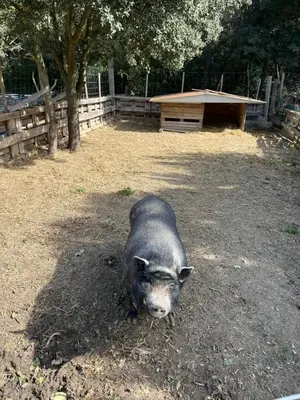 a black pig laying on the ground in a field at Maison de vacances en pleine nature in Aurons