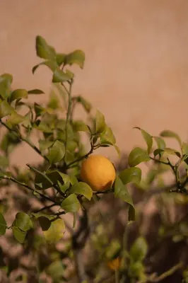 an orange is sitting on a tree branch at Havre de Paix en Provence in Aix-en-Provence