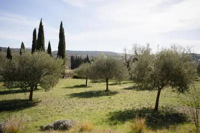 a row of olive trees in a field at Havre de Paix en Provence in Aix-en-Provence