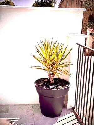 a plant in a large black pot next to a fence at Le Cabanon Meublé de Tourisme trois étoiles in Entraigues-sur-la-Sorgue