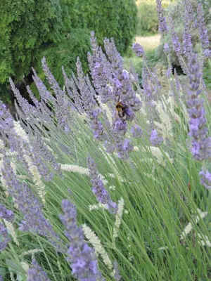 a bunch of purple flowers with a bee in the middle at La Suite Gregoire in Apt