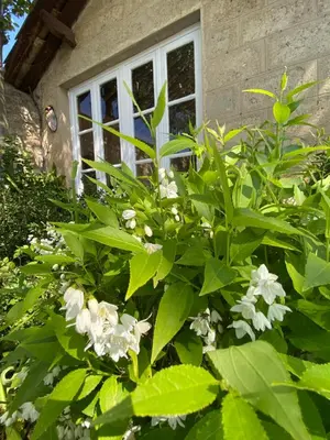 a bush with white flowers in front of a window at Domaine Régine in Le Puy-Sainte-Réparade
