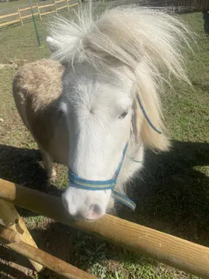 a pony with long hair standing behind a fence at La cabane - Nature et Spa in Aurons
