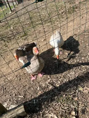 three ducks in a cage in a fence at La cabane - Nature et Spa in Aurons