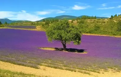 a tree in a field of purple flowers at Maison Avec Jacuzzi in Mazan