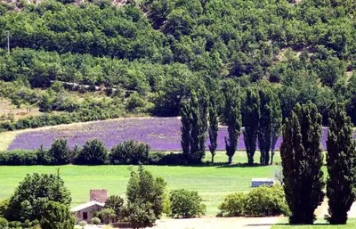 a field with trees and green grass and a house at Appartement dans maison de caractère avec piscine in Banon