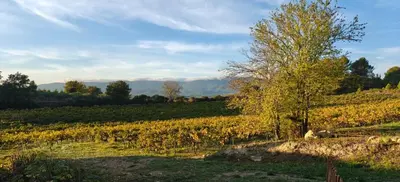 a tree in the middle of a field at Peaceful Studio With Private Pool In Luberon in Ansouis