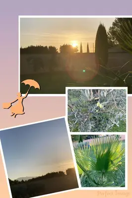 a collage of photos with a dog holding an umbrella at Gite confort et Calme Casa La Piboulette in Carpentras