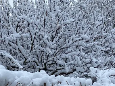 a snow covered tree with branches and leaves at Maison de village, piscine, Colorado in Rustrel