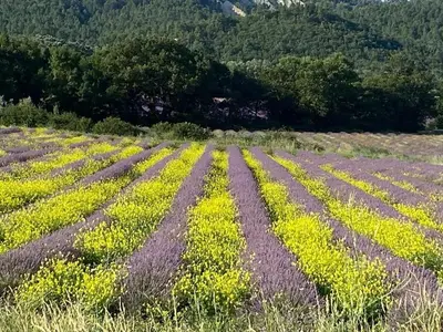 a field of purple and yellow flowers at Maison de village, piscine, Colorado in Rustrel