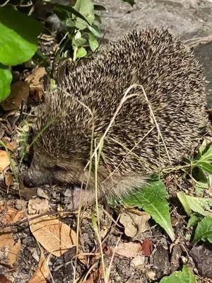a hedgehog is laying on the ground at La Maison du Petit Hérisson de 170 m2 avec jardin parking accueil de 6 personnes barbecue in Aix-en-Provence