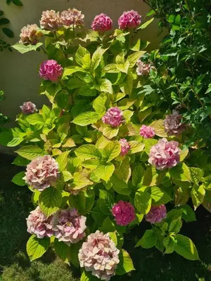 a bunch of pink flowers on a plant at Villa KAMARO in LʼIsle-sur-la-Sorgue