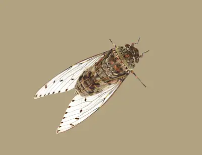 a moth is flying on a white background at La Rivayne in Lourmarin