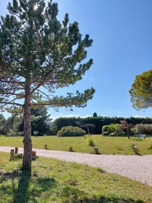 a pine tree standing next to a gravel path at La Clemensane in Lacoste