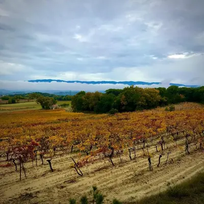 a field with a bunch of grape vines at Chez Pascal et Marion in La Tour-dʼAigues