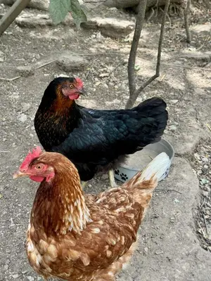 two chickens standing next to each other on the ground at Domaine Saint Roch in Saint-Paul-lez-Durance