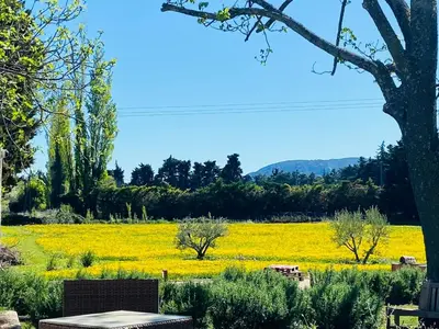 a field of yellow flowers with a bench in the foreground at Mas des Branches d'Or in Cavaillon