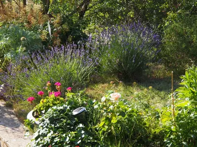 a garden with purple flowers and other plants at Une Heure Bleue in Manosque