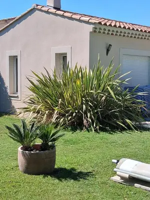 a plant in a pot in the grass in front of a house at AAD maison de vacances avec piscine in LʼIsle-sur-la-Sorgue
