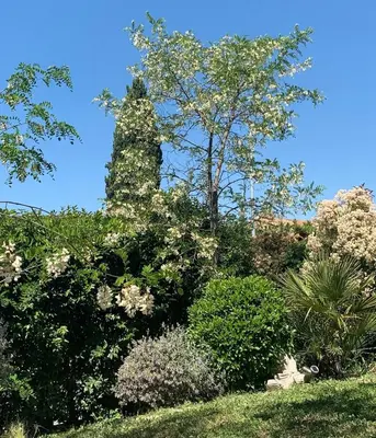 a tall tree in the middle of some bushes at Maison entière avec jardin à 5 mn centre ville Aix en Provence in Aix-en-Provence