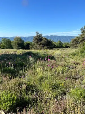 a field of flowers with mountains in the background at Maison Luberon piscine in Viens